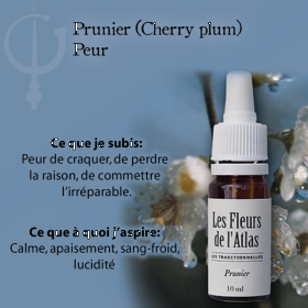 Cherry Plum Fleurs de l'Atlas 10 ml (Prunier Myrobolan) Les Fleurs de l'Atlas 3 - mesfleursdebach.com 