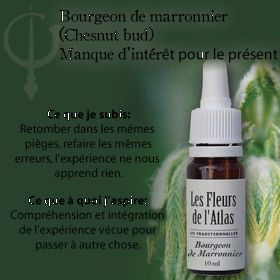 Chestnut Bud Fleurs de l'Atlas 10 ml (Bourgeon de Marronnier) Les Fleurs de l'Atlas 3 - mesfleursdebach.com 