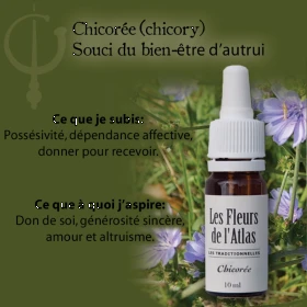 Chicory Fleurs de l'Atlas 10 ml (Chicorée) Fleurs de l'Atlas - Sans alcool 3 - mesfleursdebach.com 