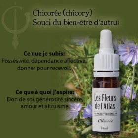 Chicory Fleurs de l'Atlas 10 ml (Chicorée) Fleurs de l'Atlas - Sans alcool 3 - mesfleursdebach.com 