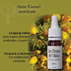 Gorse Fleurs de l'Atlas 10 ml (Ajonc) Fleurs de l'Atlas - Sans alcool 3 - mesfleursdebach.com 