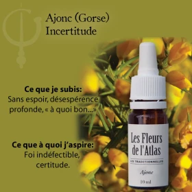Gorse Fleurs de l'Atlas 10 ml (Ajonc) Fleurs de l'Atlas - Sans alcool 3 - mesfleursdebach.com 