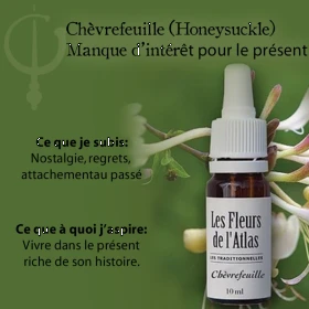 Honeysuckle Fleurs de l'Atlas 10 ml (Chèvrefeuille) Fleurs de l'Atlas - Sans alcool 3 - mesfleursdebach.com 