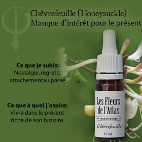 Honeysuckle Fleurs de l'Atlas 10 ml (Chèvrefeuille) Fleurs de l'Atlas - Sans alcool 3 - mesfleursdebach.com 
