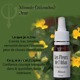 Mimulus Fleurs de l'Atlas 10 ml (Mimule) Fleurs de l'Atlas - Sans alcool 3 - mesfleursdebach.com 