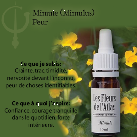 Mimulus Fleurs de l'Atlas 10 ml (Mimule) Les Fleurs de l'Atlas 3 - mesfleursdebach.com 