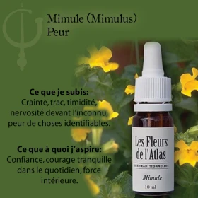 Mimulus Fleurs de l'Atlas 10 ml (Mimule) Fleurs de l'Atlas - Sans alcool 3 - mesfleursdebach.com 