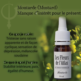 Mustard Fleurs de l'Atlas 10 ml (Moutarde) Les Fleurs de l'Atlas 3 - mesfleursdebach.com 