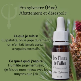 Pine Fleurs de Bach sans alcool - Fleurs de l'Atlas 10 ml (Pin Sylvestre) Fleurs de l'Atlas - Sans alcool 3 - mesfleursdebach.co