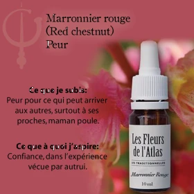Red Chestnut Fleurs de Bach sans alcool - Fleurs de l'Atlas 10 ml (Marronnier Rouge) Fleurs de l'Atlas - Sans alcool 3 - mesfleu