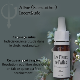 Scleranthus Fleurs de l'Atlas 10 ml (Alène) Les Fleurs de l'Atlas 3 - mesfleursdebach.com 