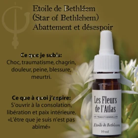 Star of Bethlehem Fleurs de l'Atlas 10 ml (Étoile de Bethléem) Fleurs de l'Atlas - Sans alcool 3 - mesfleursdebach.com 