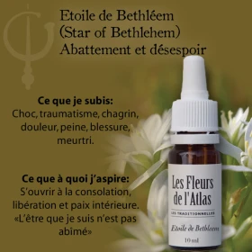 Star of Bethlehem Fleurs de l'Atlas 10 ml (Étoile de Bethléem) Fleurs de l'Atlas - Sans alcool 3 - mesfleursdebach.com 