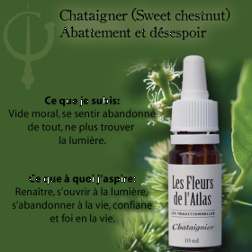 Sweet Chestnut Fleurs de l'Atlas 10 ml (Châtaignier) Les Fleurs de l'Atlas 3 - mesfleursdebach.com 