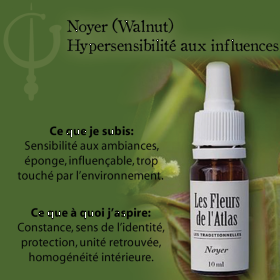 Walnut Fleurs de l'Atlas 10 ml (Noyer) Les Fleurs de l'Atlas 3 - mesfleursdebach.com 