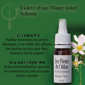 Water Violet Fleurs de l'Atlas 10 ml (Violette d'Eau ou Hottonie des marais) Les Fleurs de l'Atlas 3 - mesfleursdebach.com 