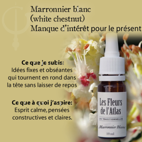 White Chestnut Fleurs de l'Atlas 10 ml (Marronnier Blanc) Les Fleurs de l'Atlas 3 - mesfleursdebach.com 