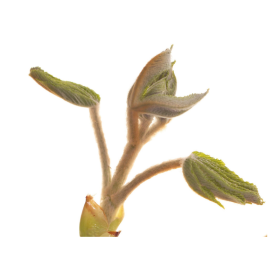 Chestnut Bud Deva 30 ml (Bourgeon de Marronnier) Deva 1 - mesfleursdebach.com 