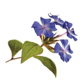 Cerato Deva 30 ml (Plumbago) Deva 1 - mesfleursdebach.com 