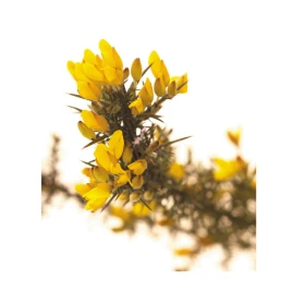 Gorse Deva 30 ml (Ajonc) Deva 1 - mesfleursdebach.com 