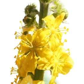 Agrimony Healing Herbs 10 ml (Aigremoine) Healing Herbs 1 - mesfleursdebach.com 