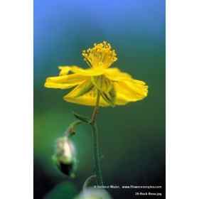 Coffret des photos des 38 fleurs de Bach d'Helmut Maïer - 15*10cm Mes Fleurs de BACH 13 - mesfleursdebach.com 