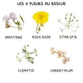 Healing Herbs - 5 Fleurs d'urgence Rescue compte-gouttes 10 ml - Julian Barnard Healing Herbs 1 - mesfleursdebach.com 