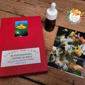 Coffret des photos des 38 fleurs de Bach d'Helmut Maïer - 15*10cm Mes Fleurs de BACH 1 - mesfleursdebach.com 