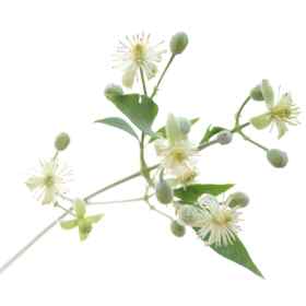 Etiquettes Clematis - Planche de 15 Mes Fleurs de BACH 1 - mesfleursdebach.com 