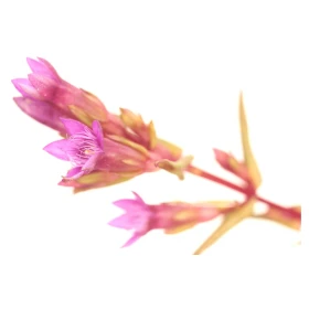 Gentian Deva 15 ml (Gentiane) Deva 2 - mesfleursdebach.com 