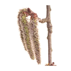 Aspen Deva 15 ml (Tremble) Deva 2 - mesfleursdebach.com 