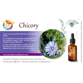 Chicory Deva 15 ml (Chicorée) Deva 3 - mesfleursdebach.com 