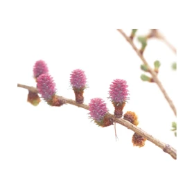 Larch Deva 15 ml (Mélèze) Deva 2 - mesfleursdebach.com 
