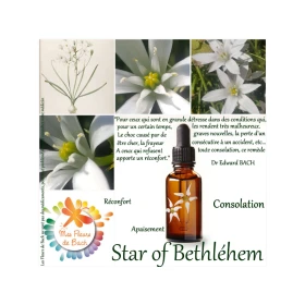 Star of Bethlehem Deva 15 ml (Étoile de Bethléem) Deva 3 - mesfleursdebach.com 