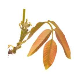 Walnut Deva 15 ml (Noyer) Deva 2 - mesfleursdebach.com 