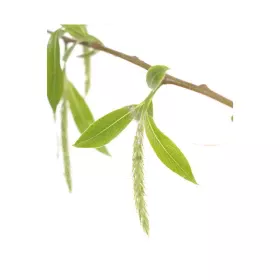 Willow Deva 15 ml (Saule) Deva 1 - mesfleursdebach.com 