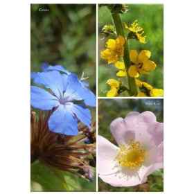 Jardinage: Les fleurs de Bach pour les plantes de nos jardins de Stefan Ball [product.brand] 8 - mesfleursdebach.com 