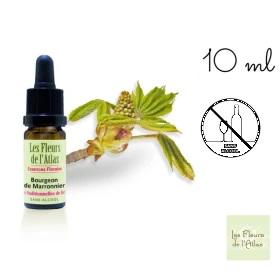 Chestnut Bud Fleurs de l'Atlas 10 ml (Bourgeon de Marronnier) Les Fleurs de l'Atlas 1 - mesfleursdebach.com 