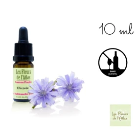 Chicory Fleurs de l'Atlas 10 ml (Chicorée) Fleurs de l'Atlas - Sans alcool 1 - mesfleursdebach.com 