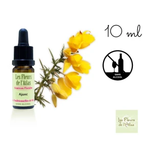 Gorse Fleurs de l'Atlas 10 ml (Ajonc) Fleurs de l'Atlas - Sans alcool 1 - mesfleursdebach.com 
