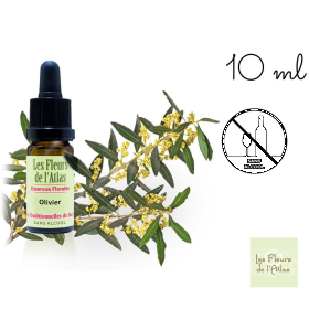 Olive Fleurs de l'Atlas 10 ml (Olive) Les Fleurs de l'Atlas 1 - mesfleursdebach.com 