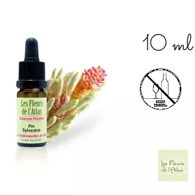 Pine Fleurs de l'Atlas 10 ml (Pin Sylvestre) Les Fleurs de l'Atlas 1 - mesfleursdebach.com 