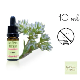 Scleranthus Fleurs de l'Atlas 10 ml (Alène) Les Fleurs de l'Atlas 1 - mesfleursdebach.com 