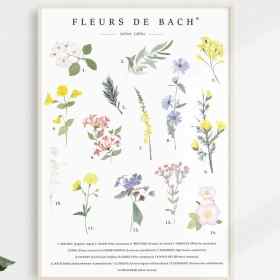 Poster aquarelle A4 Fleurs de Bach par Camille Grandmougin Mes Fleurs de BACH 1 - mesfleursdebach.com 