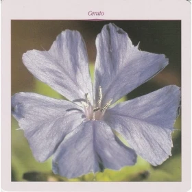 Grandes cartes des 38 fleurs de Bach Mechthild Scheffer 18*18cm Mes Fleurs de BACH 2 - mesfleursdebach.com 
