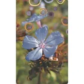 Coffret de 38 cartes Fleurs de Bach par Lucilla Satanassi - 14.5*9cm Mes Fleurs de BACH 4 - mesfleursdebach.com 