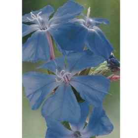 Cartes des 38 fleurs de Bach de Julian Barnard - 15.1*10.2cm Healing Herbs 1 - mesfleursdebach.com 