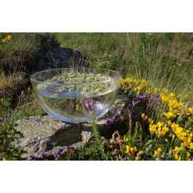 Coffret Bois 38 Fleurs de Bach Sans Alcool - Édition Noël - Fabrication artisanale française Fleurs de l'Atlas - Sans alcool 6 - Coffret Bois 38 Fleurs de Bach Sans Alcool - Édition Noël - Fabrication artisanale française Fleurs de l'Atlas - Sans alcool 6 -