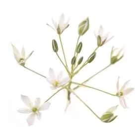 Etiquettes pour personnaliser vos flacons de mélanges personnalisés fleurs de Bach Mes Fleurs de BACH 36 - mesfleursdebach.com 