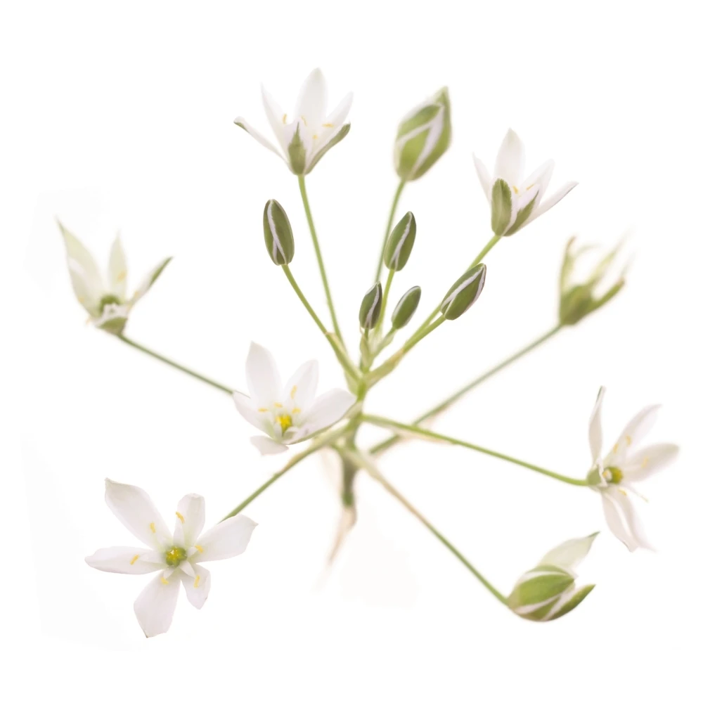 Etiquettes pour personnaliser vos flacons de mélanges personnalisés fleurs de Bach Mes Fleurs de BACH 36 - mesfleursdebach.com 